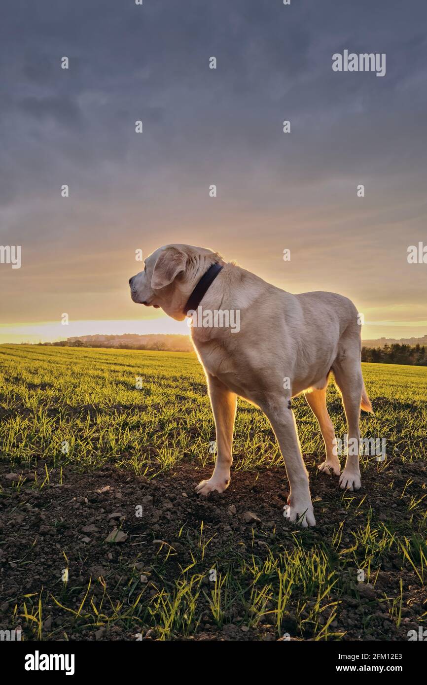 Vecchio cane guardando bellissimo tramonto. Old labrador Retriever nella natura primaverile. Foto Stock