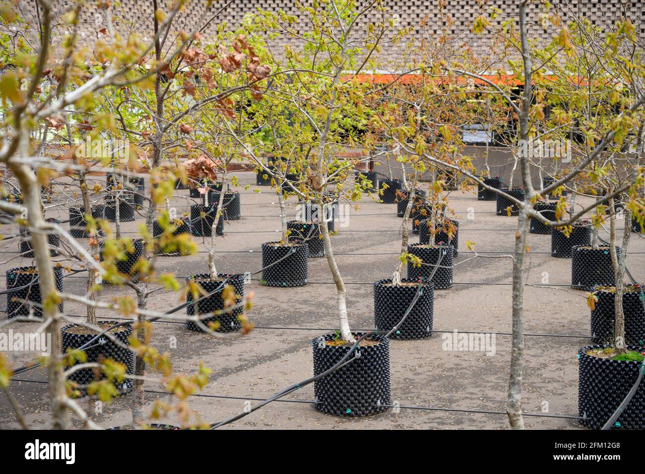 Tate Modern, Londra, Regno Unito. 4 maggio 2021. Artisti attivisti britannici Ackroyd & Harvey scultura vivente installazione di 100 segature di quercia creato sulla terrazza sud fuori Tate Modern. Intitolata Beuys’ Acorns, quest’ultima mostra segna 100 anni dalla nascita di Joseph Beuys (1921-86), artista e attivista ambientalista altamente influente, riaprirà più tardi a maggio dopo la chiusura. Credito: Malcolm Park/Alamy Foto Stock