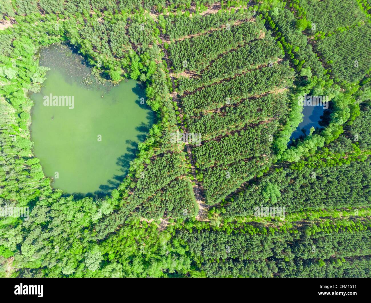 Verde cuore a forma di lago intorno pineta vista aerea Foto Stock