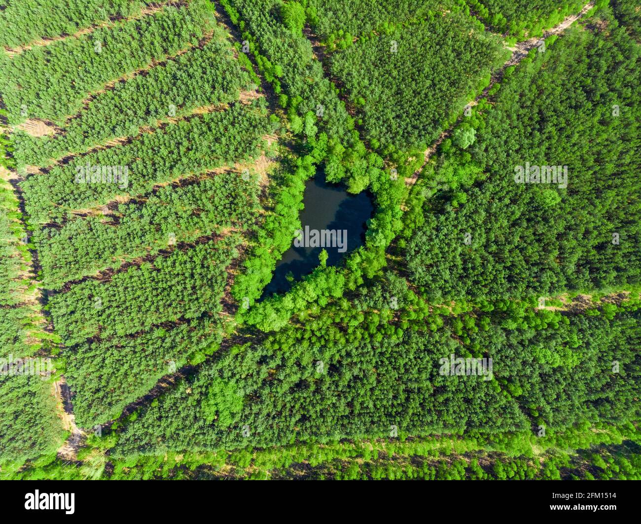 Verde cuore a forma di lago intorno pineta vista aerea Foto Stock