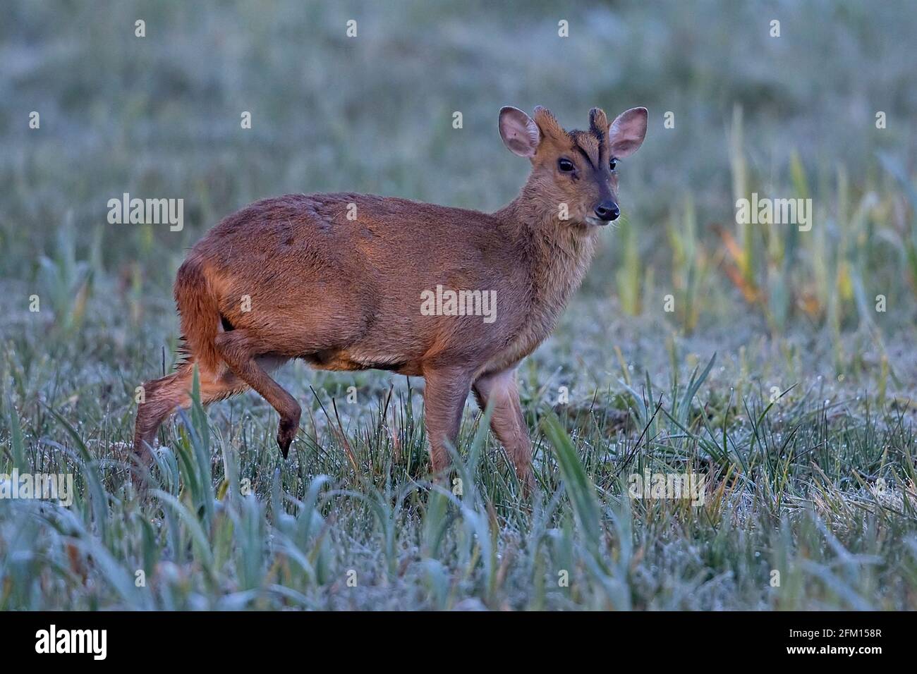 Muntjac di Reeves (Muntiacus reevesi) Foto Stock