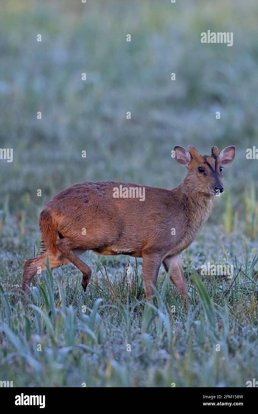 Muntjac di Reeves (Muntiacus reevesi) Foto Stock