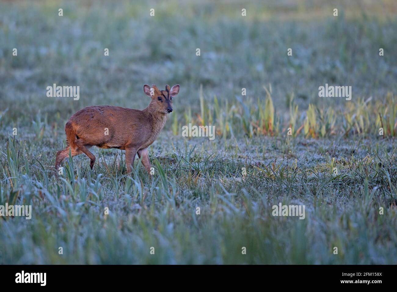Muntjac di Reeves (Muntiacus reevesi) Foto Stock