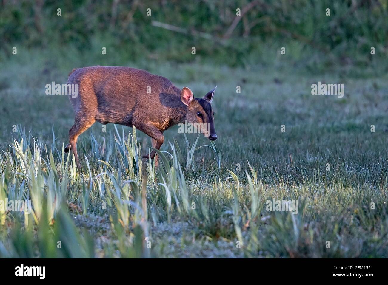 Muntjac di Reeves (Muntiacus reevesi) Foto Stock