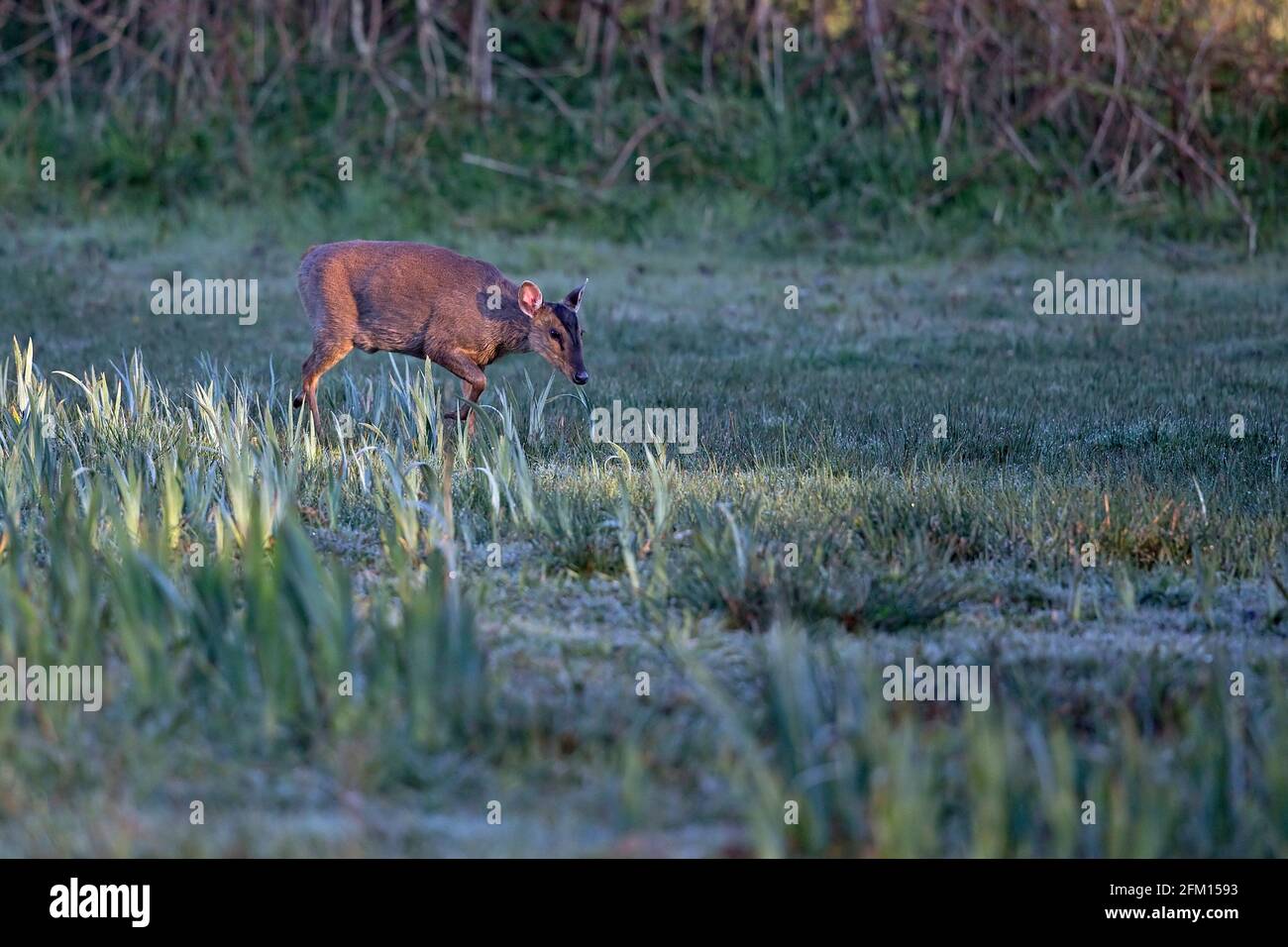 Muntjac di Reeves (Muntiacus reevesi) Foto Stock