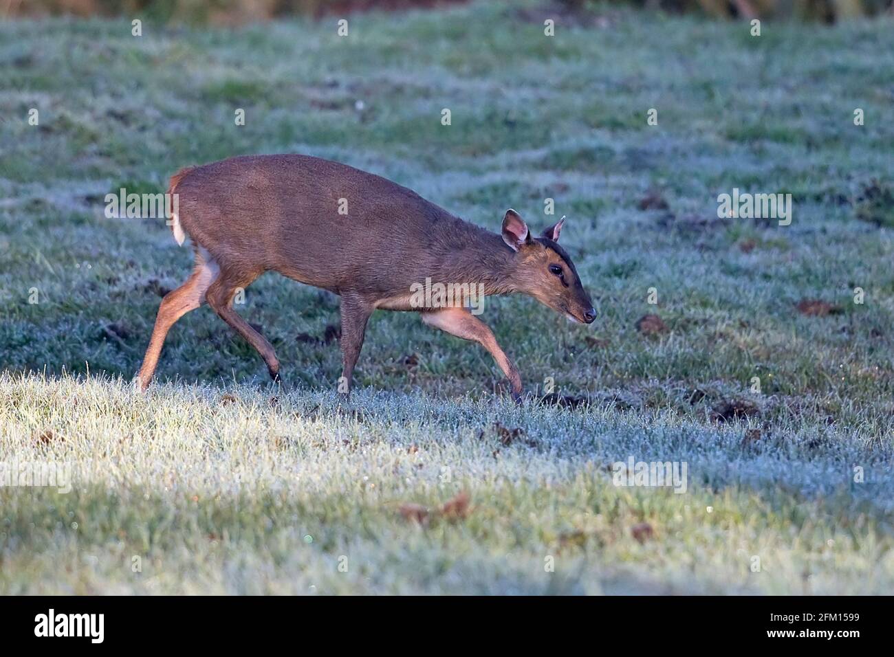 Muntjac di Reeves (Muntiacus reevesi) Foto Stock
