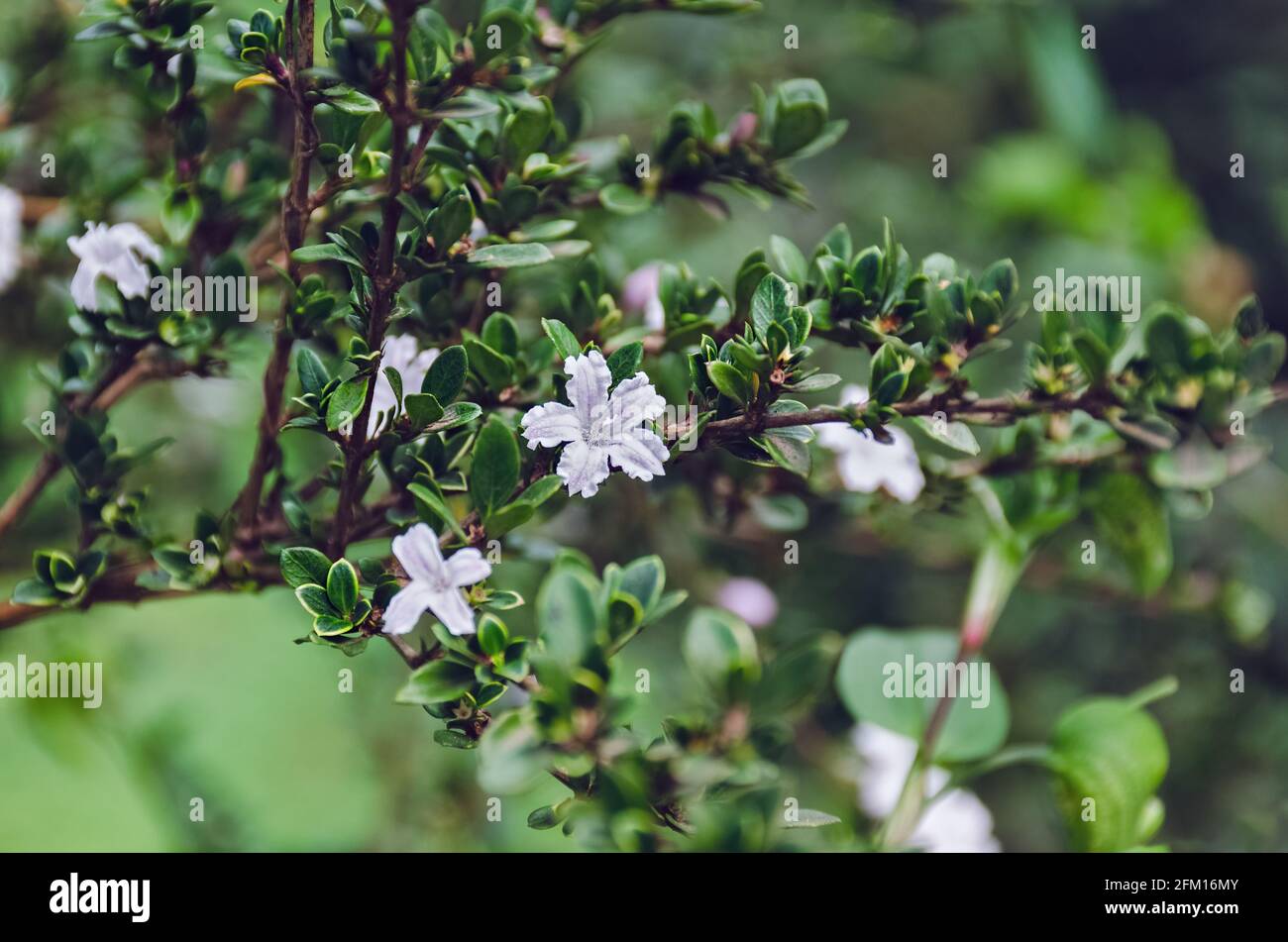 Ramo di fiore pianta di foresta. Fiori di Serissa Japonica o Snowrose, Boxthorn giapponese, albero di mille Stelle. Foto Stock
