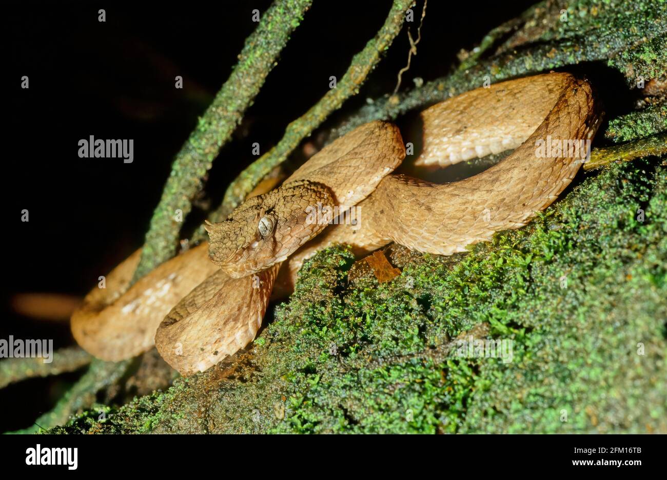 Il bothriechis schlegelii, conosciuto comunemente come vipera di ciglia, è una specie di vipera venosa della famiglia dei Viperidae. Foto Stock