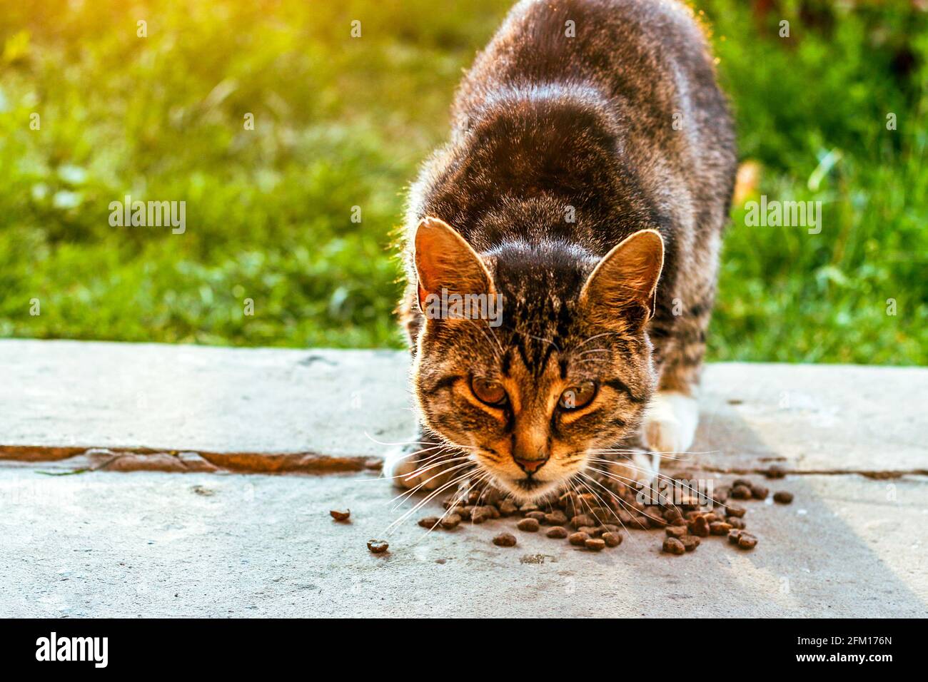 Giovane pazzo sorpreso Shorthair bengala gatto fare bastone fuori lingua quando mangia cibo senza una ciotola. Faccia divertente occhi grandi. Emozionale sorpreso grande occhio Foto Stock