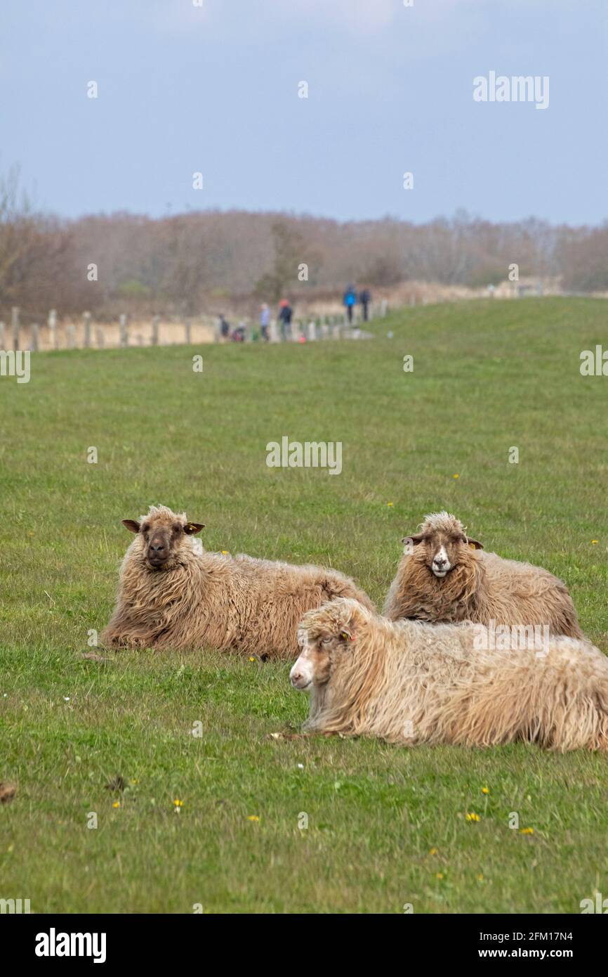 Pecore norvegesi sulla diga, Falshöft, Gelting Bay, Schleswig-Holstein, Germania Foto Stock