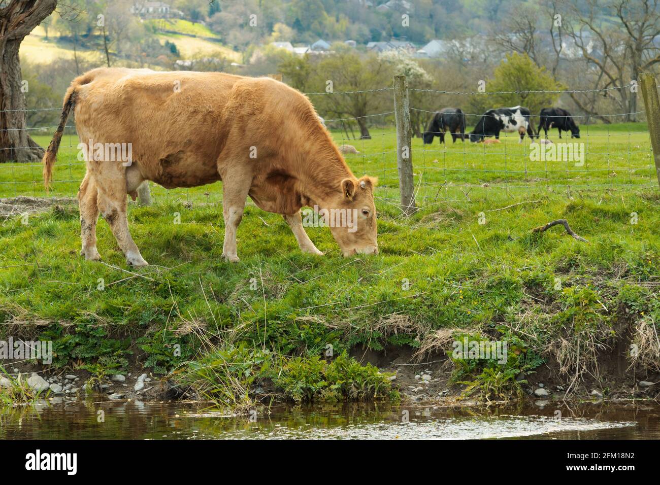 Limousin croce giovenche pascolo sulle rive del fiume ALWEN nel Galles del Nord Foto Stock