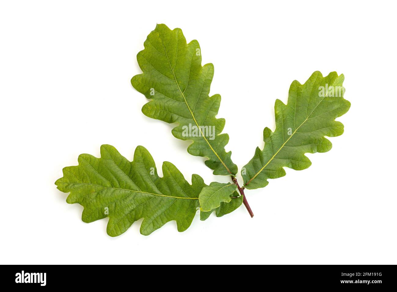 Foglie di quercia giovani isolate su sfondo bianco. Foglia di Quercus Foto Stock