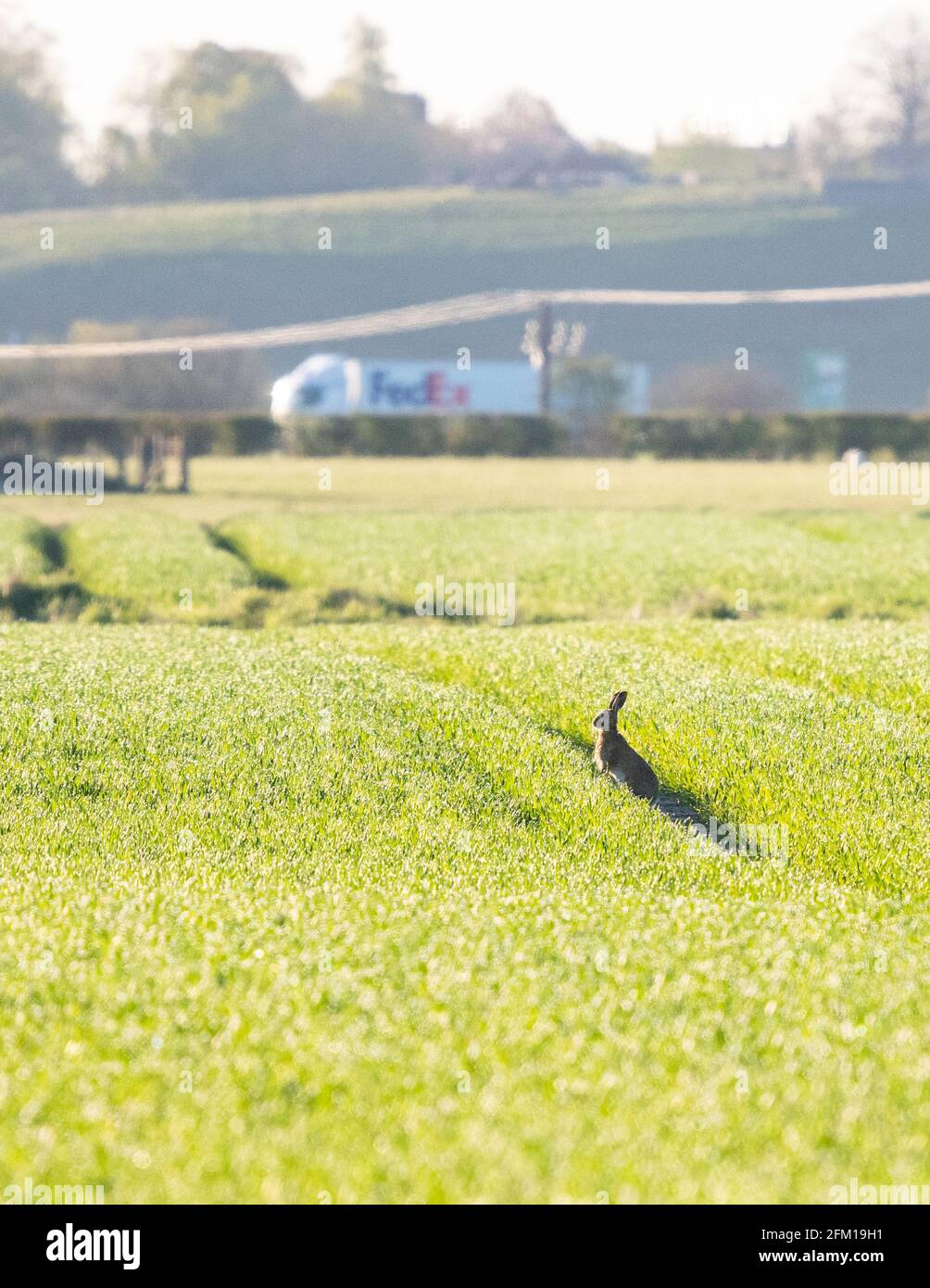 Brown Hare - lepus europaeus - in campo di mattina presto come il traffico compreso un camion FedEx guida su strada vicina - Stirling, Scozia, Regno Unito Foto Stock