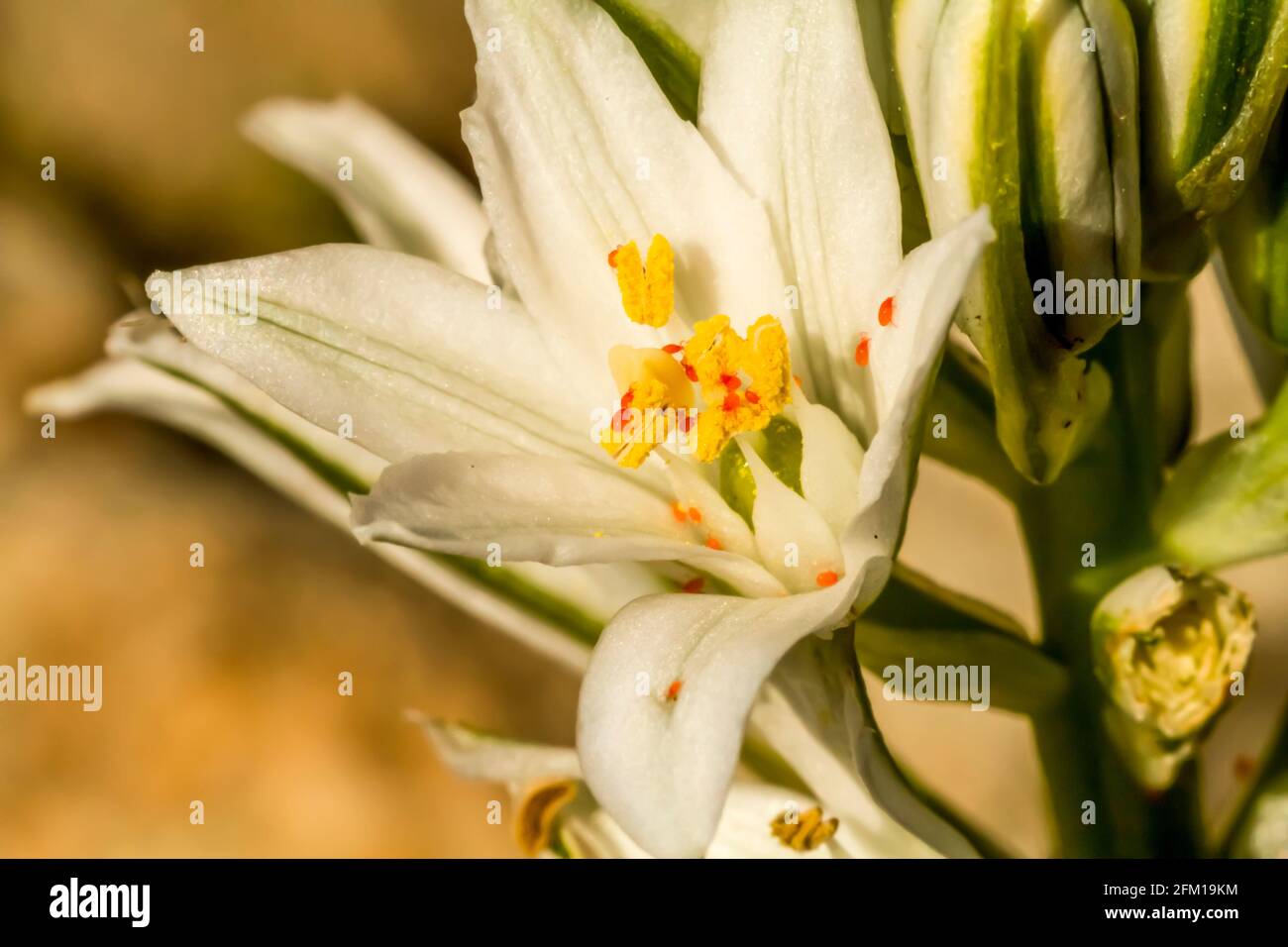 Red Spider si accomuna su un fiore bianco. Gli acari ragni sono membri della famiglia degli acari (acari) Tetranychidae, che comprende circa 1,200 specie. Essi generano Foto Stock