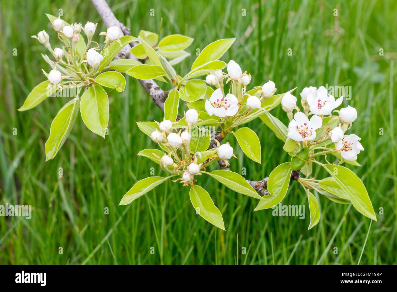 Ramo fiorente dell'albero della pera. Le foglie verdi e i fiori bianchi con erba verde sullo sfondo. Foto Stock