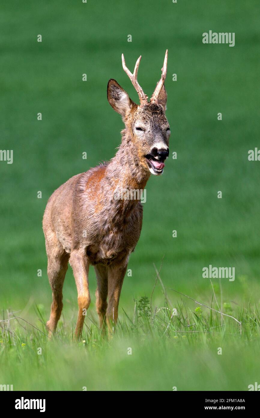 ROE è allarmante con sfondo verde Foto Stock