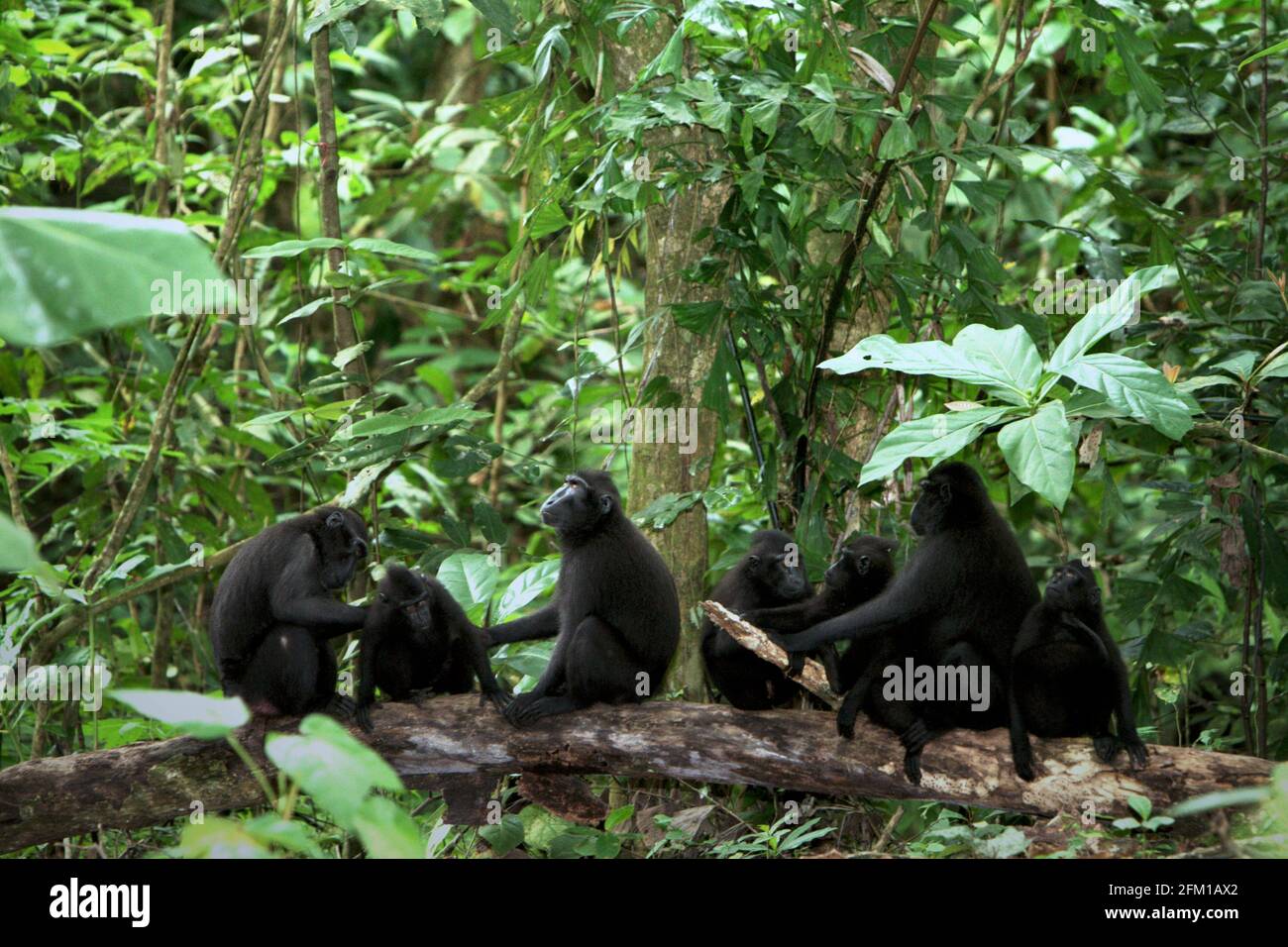 Una truppa di macachi crestati Celebes governare; impegnato in attività sociale. 'Sociale' è una delle cinque classi di attività di macaco crestato identificate da Timothy o'Brien e Margaret Kinnaird in un documento di ricerca pubblicato per la prima volta nel giornale internazionale di Primatologia nel gennaio 1997. Il primate endemico di Sulawesi trascorre il 21,8 per cento del loro tempo ad essere impegnato in attività sociali, dice il rapporto. E spende più del 60% della giornata a terra. Foto Stock