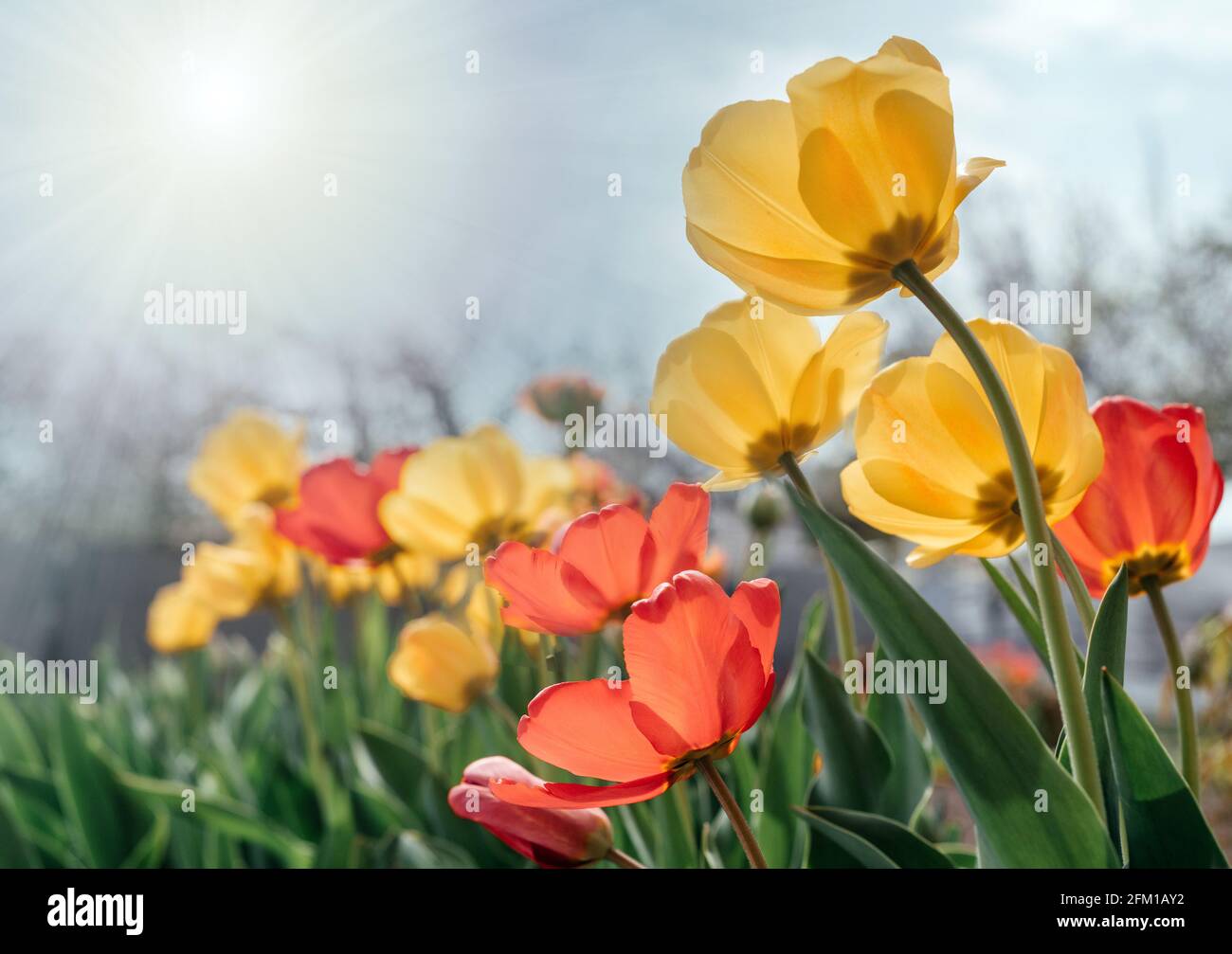 Tulipani rossi e gialli che ondeggiano nel vento contro un cielo nuvoloso Foto Stock