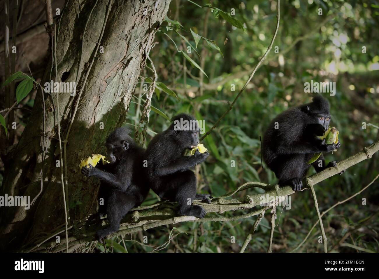 Un gruppo di macachi neri Sulawesi (Macaca nigra) giovani che mangiano frutta mentre sono seduti su un ramo di un albero nel loro habitat naturale nella foresta di Tangkoko, Sulawesi settentrionale, Indonesia. L'alimentazione è una delle cinque classi di attività di macaco crestato identificate da Timothy o'Brien e Margaret Kinnaird in un documento di ricerca pubblicato per la prima volta nell'International Journal of Primatology nel gennaio 1997. Quando si mangia, un macaco crestato è "per la ricerca, la raccolta, la manipolazione, masticazione, o il posizionamento di cibo in bocca o la manipolazione del contenuto di un sacchetto guancia", afferma il rapporto. Foto Stock