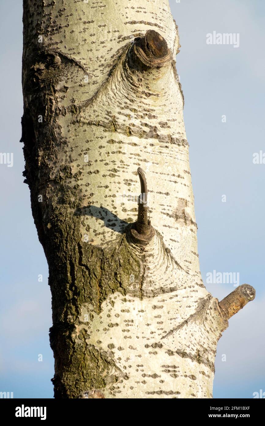 Pioppo Aspen, Topolus tremula, tronco d'albero, corteccia Foto Stock