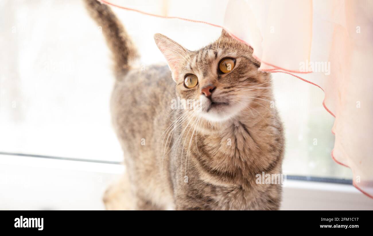 Gatto giovane con gli occhi ambra guardando su e seguendo un oggetto da dietro un velo tenda. Foto Stock