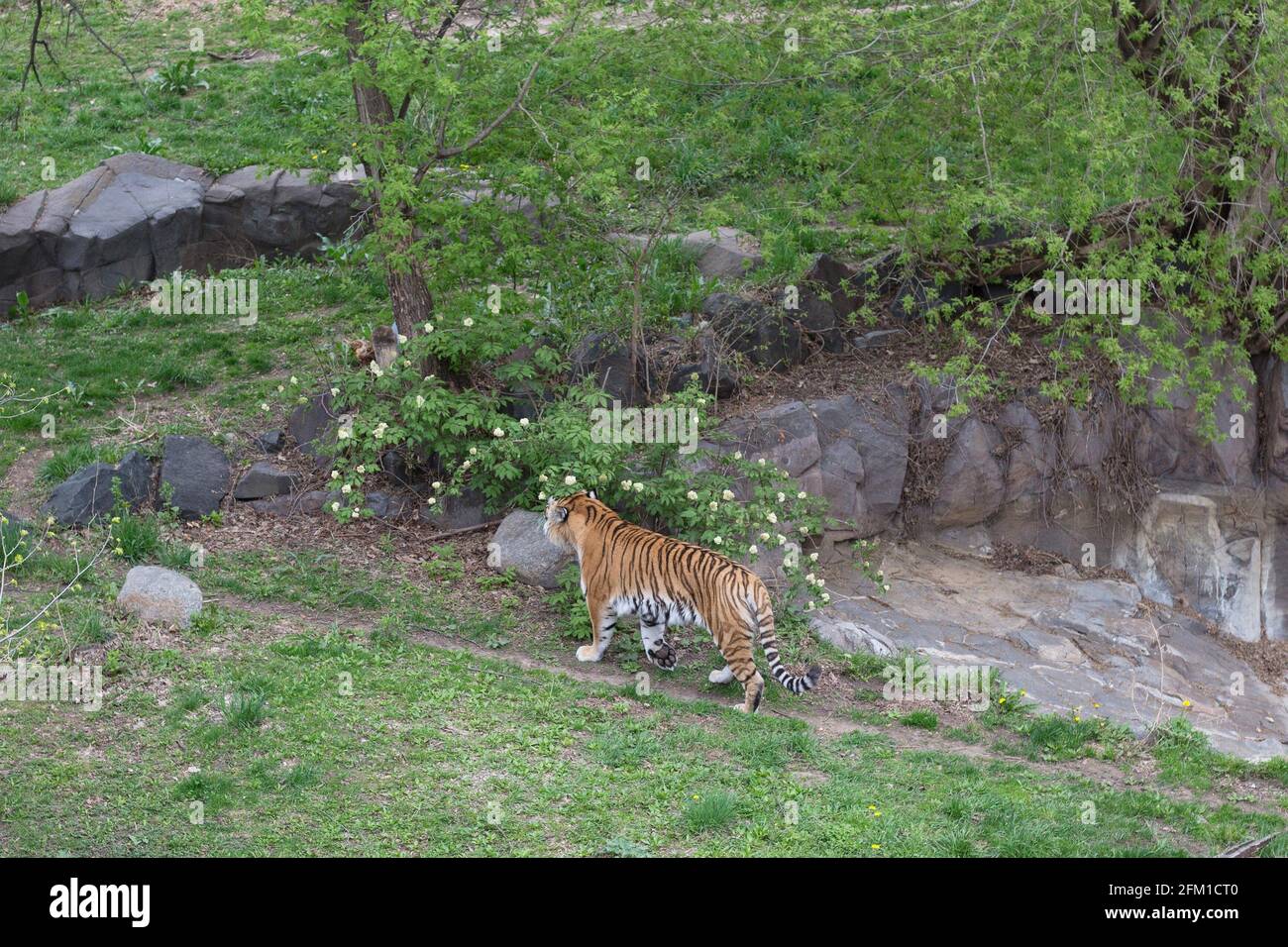 Una tigre che si aggirano in un recinto all'aperto dello zoo. Foto Stock