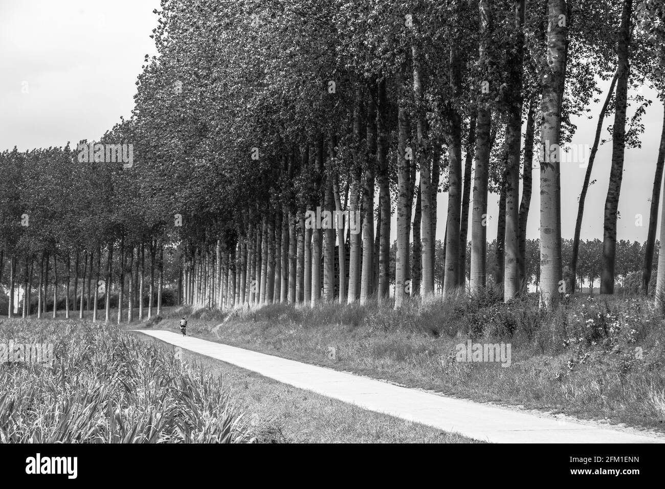 Ciclista che scende lungo la corsia europea Foto Stock