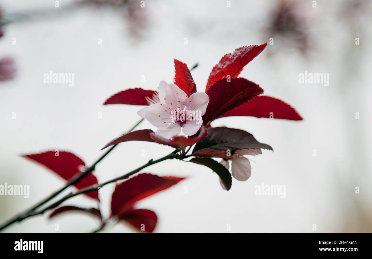 Prugna ciliegia, prugna mirobalana, prunus cerasifera ramo isolato su sfondo bianco sfocato. Fiori rosa, foglie viola, albero perenne ornamentale o shr Foto Stock