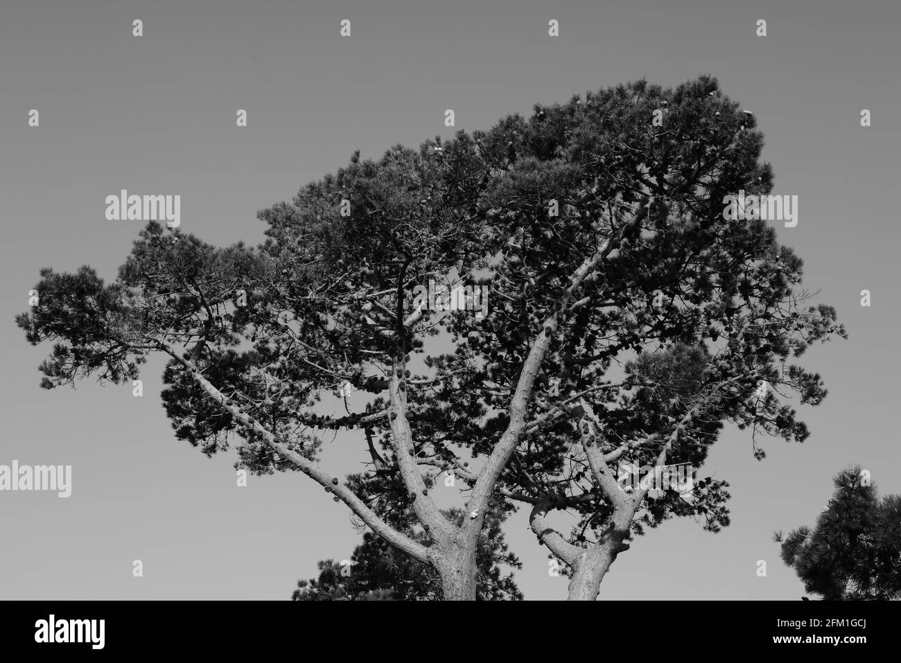 Immagine in bianco e nero di pino scozzese. Foto Stock