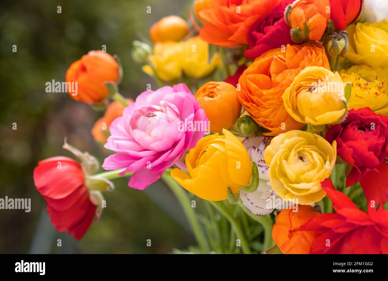 Fiori freschi persiani, ranunculus asiaticus, bouquet di fiori erbacei selvatici e colorati sfondo. Farmaci antireumatici Foto Stock