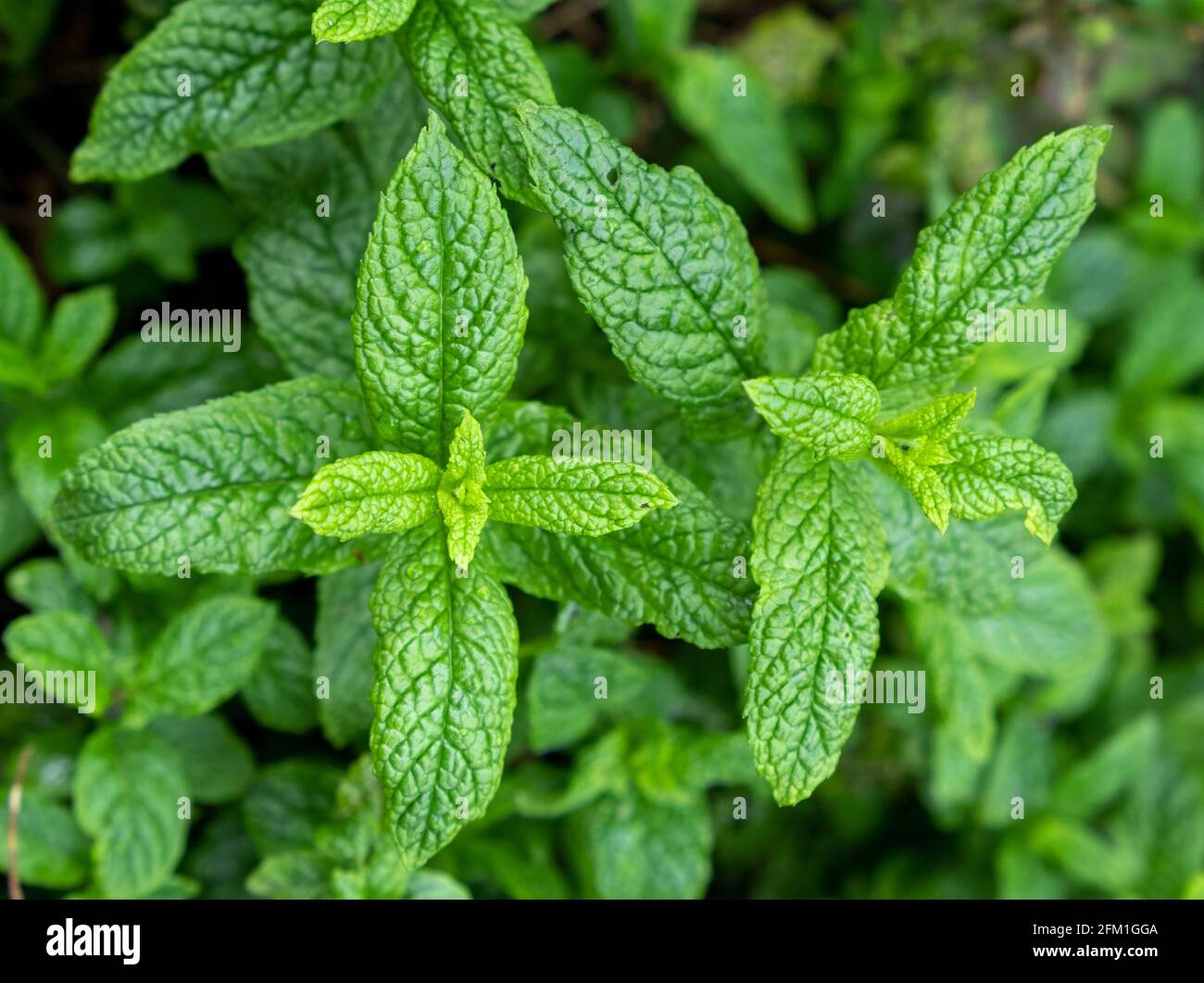 Fresco sfondo campo menta verde. Pianta di menta primaverile, concetto di flora di erbe. Erbaceo aromatico, foglie verdi, sano, medicina, cibo. Foto Stock