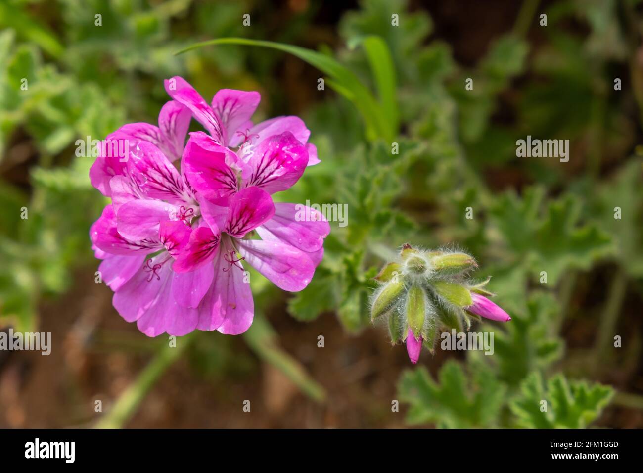 Citronella geranio, rosa fiore Pelargonio citrosum, zanzara repellente pianta su sfondo natura. fresco sano fioritura perenne aromatico spr Foto Stock Citronella geranio, rosa fiore Pelargonio citrosum, zanzara repellente pianta su sfondo natura. fresco sano fioritura perenne aromatico spr Foto Stock