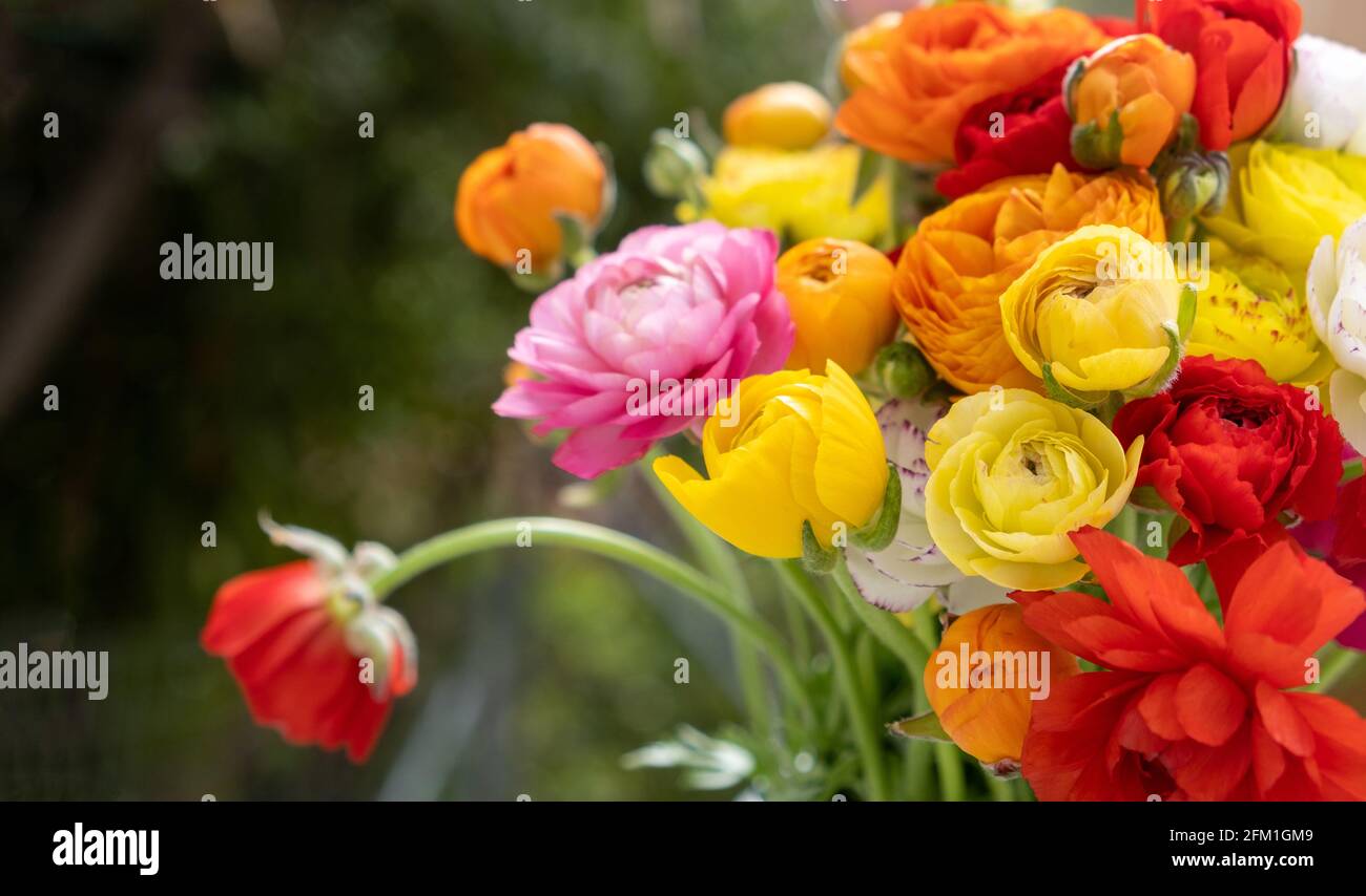Fiori freschi bouquet di fiori erbacei colorati sfondo piante erbacee selvatiche fiorite. Farmaci antireumatici. Concetto di flora in fiore primaverile. Foto Stock