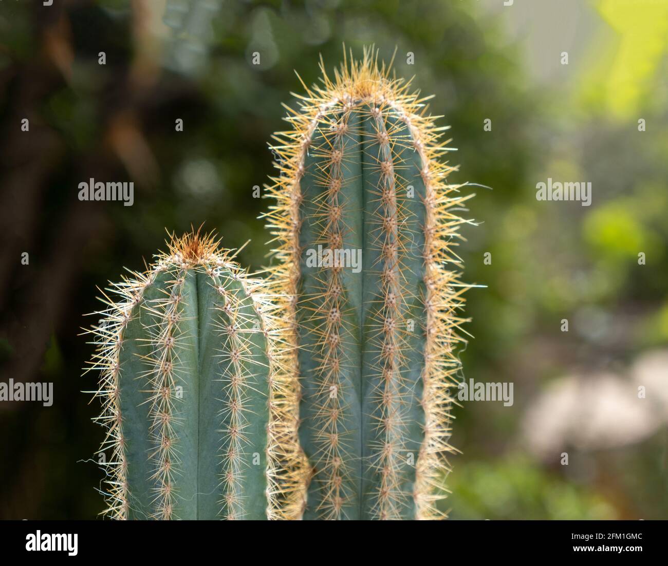 San Pedro cactus, trichocereus, echinopsis pachanoi con sfondo spine. Spine selvatiche tropicali, piante taglienti, cactus, contengono mescalina, allucinogeni Foto Stock