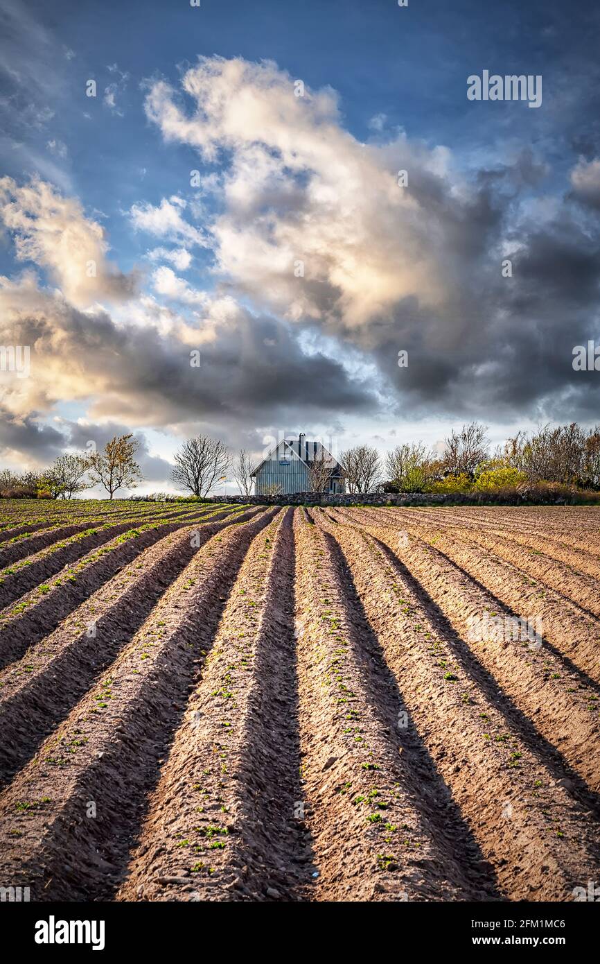 Un campo appena arato in Svezia pronto per la semina. Foto Stock