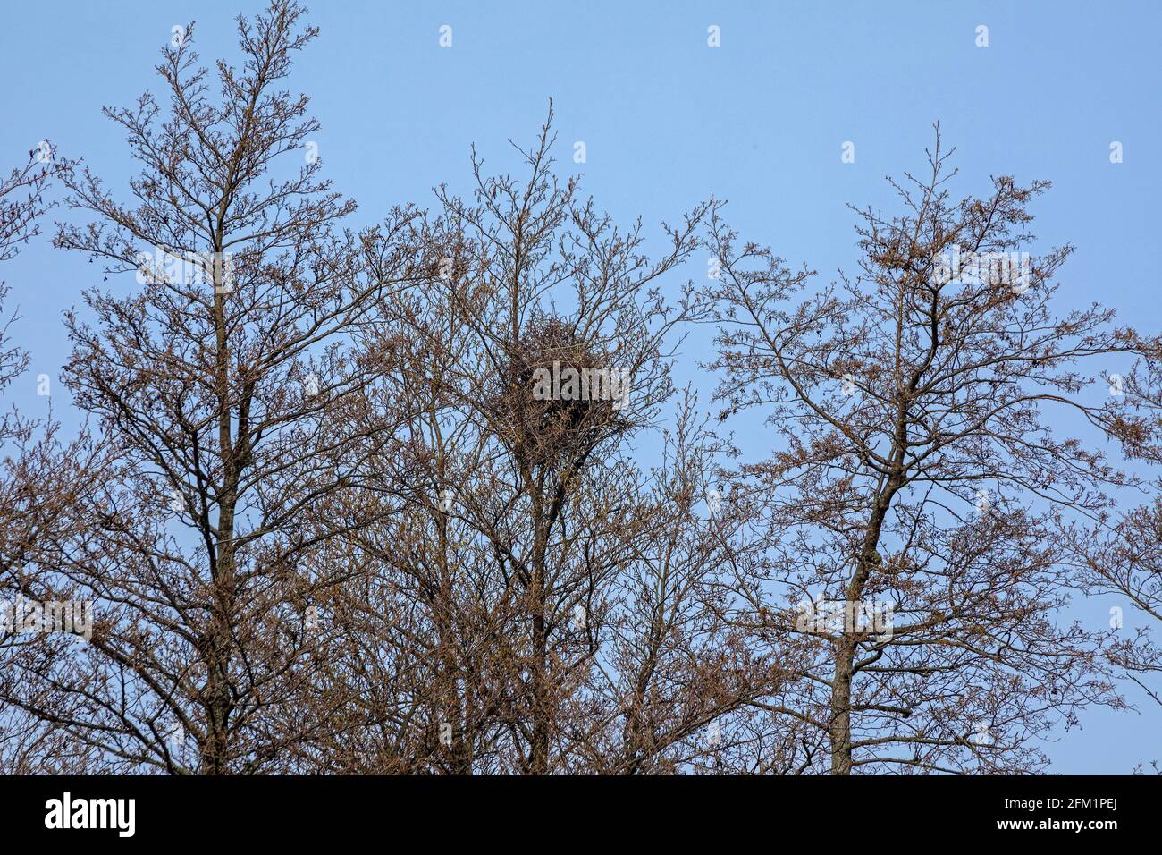 magnie nido in un albero, Falshöft, Gelting Bay, Schleswig-Holstein, Germania Foto Stock