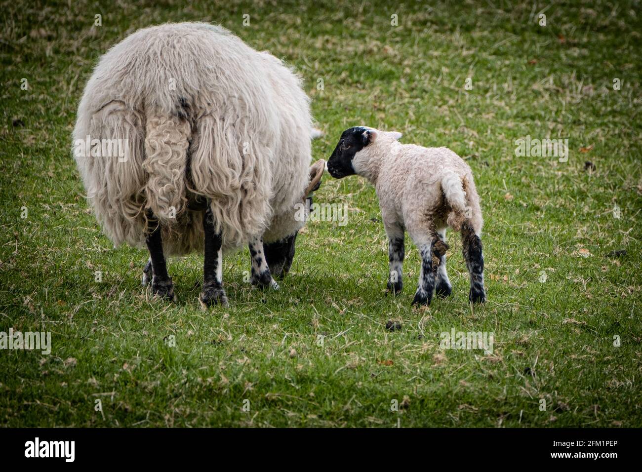 Una pecora madre con il suo nuovo agnello bambino. Foto Stock