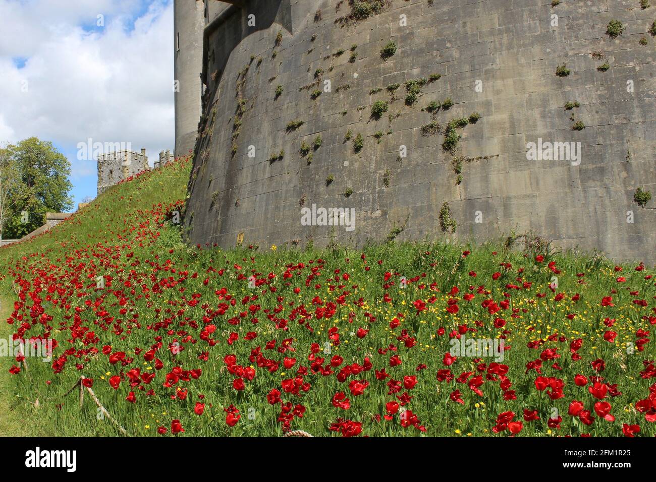 Arundel Castle Tulip Festival - 2021- le rive rosse dei tulipani contro le mura del castello. Foto Stock