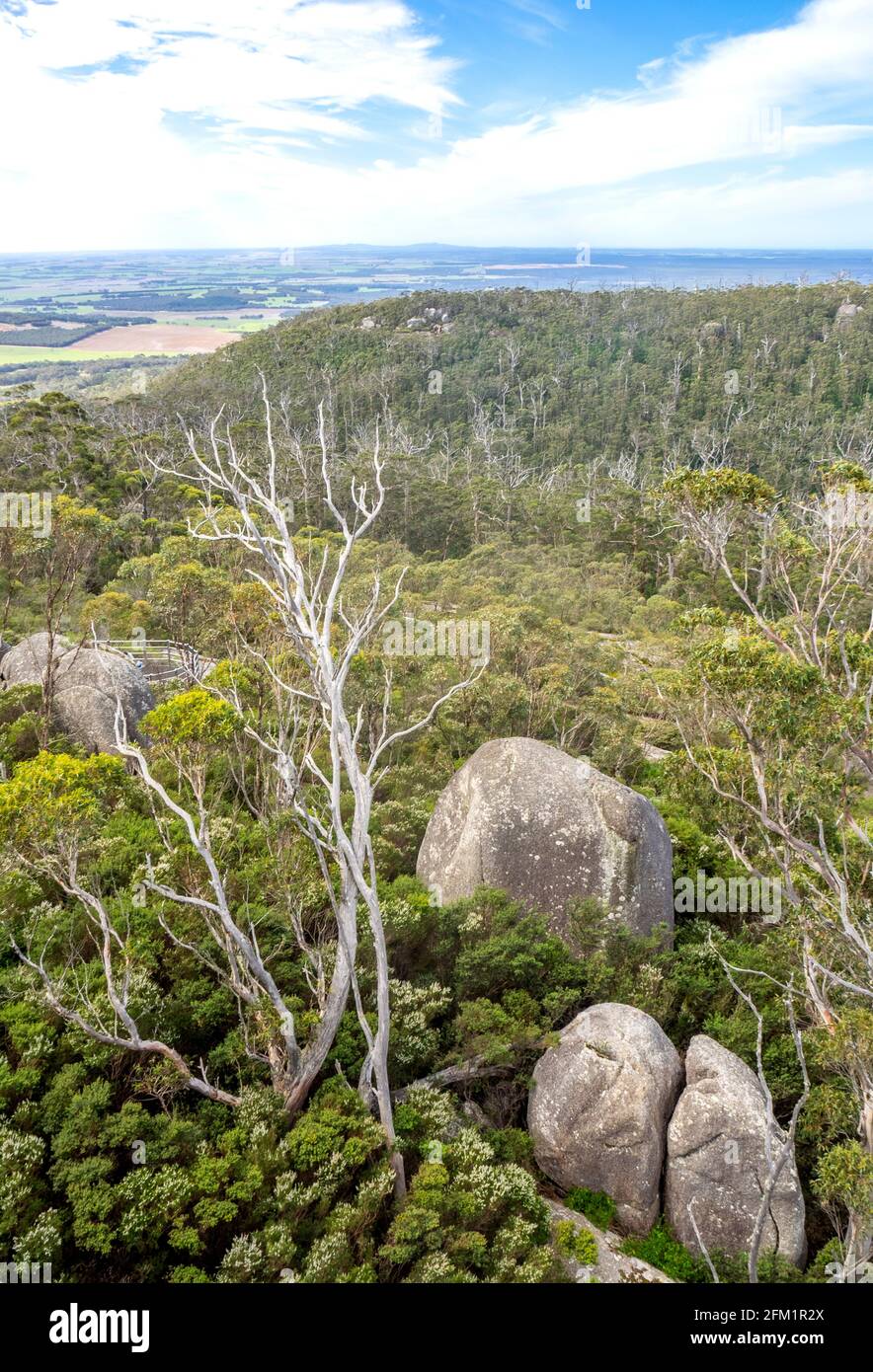 Baldacchino della foresta di karri sulla catena del Porongurup visto dal Castle Rock Walk Trail nel Porongurup National Park vicino ad Albany Western Australia. Foto Stock