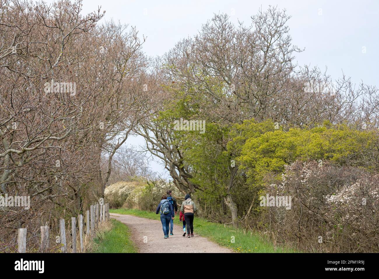 Sentiero escursionistico, Gelting Birk Riserva Naturale, Gelting Bay, Schleswig-Holstein, Germania Foto Stock