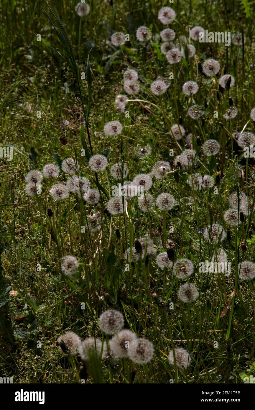 I dandelioni nell'erba visto in su vicino Foto Stock