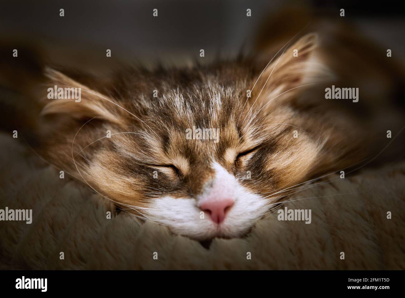 Immagine di Norwegian Forest Cat addormentato, profondità di campo poco profonda, fuoco selettivo Foto Stock