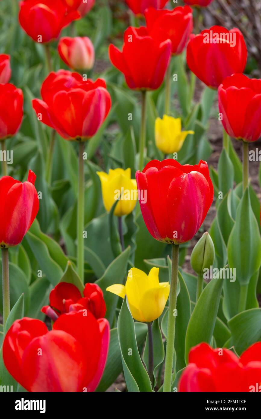Detroit, Michigan - tulipani rossi e gialli che crescono in un parco. Foto Stock