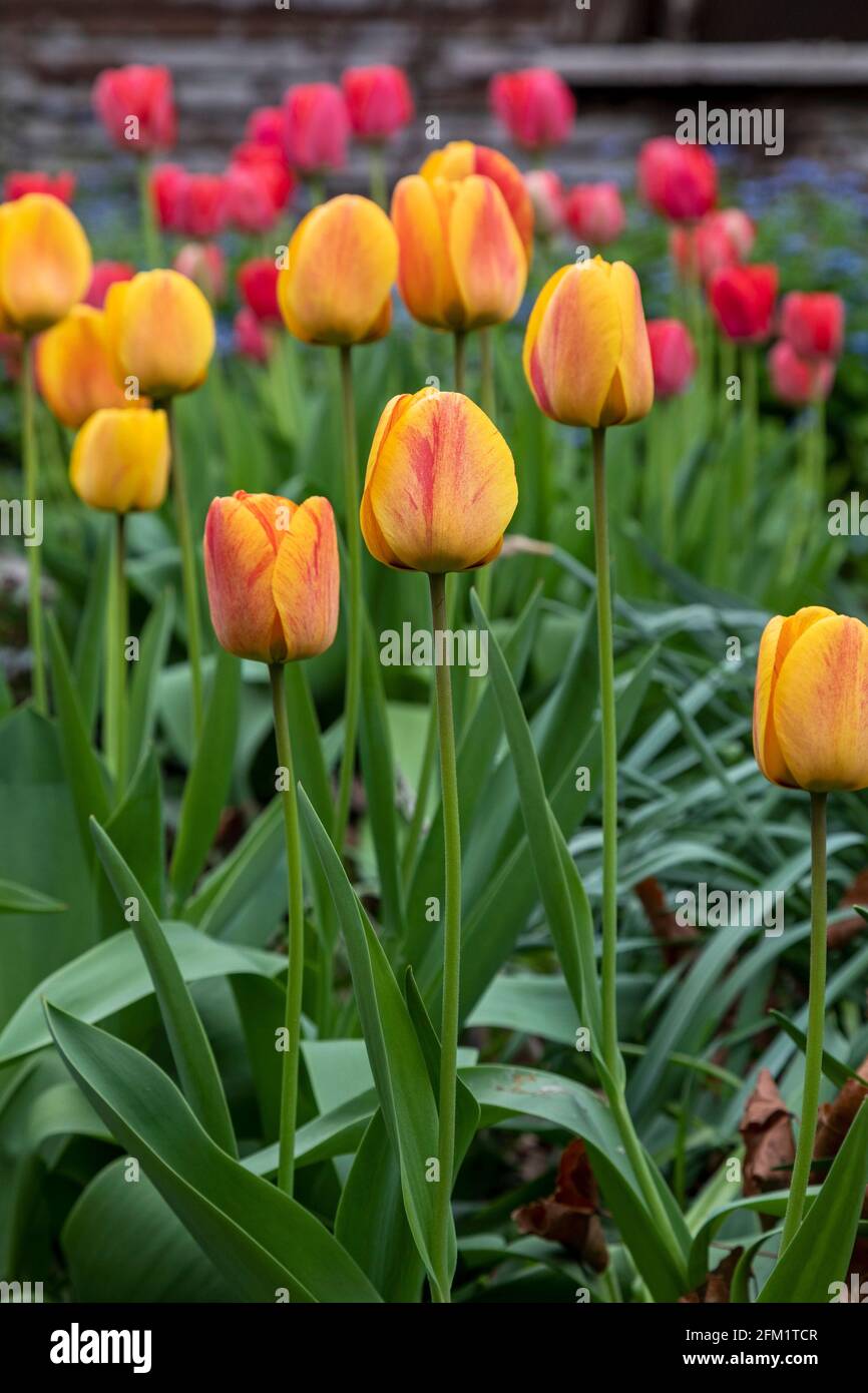 Detroit, Michigan - Tulipani che crescono in un giardino di cortile. Foto Stock