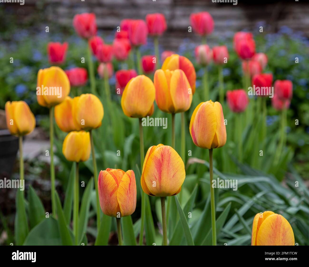 Detroit, Michigan - Tulipani che crescono in un giardino di cortile. Foto Stock