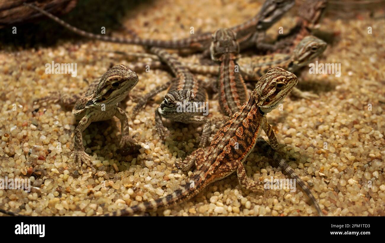 Piccole lucertole nel terrario. Animali nello zoo. Riposo rettile Foto Stock