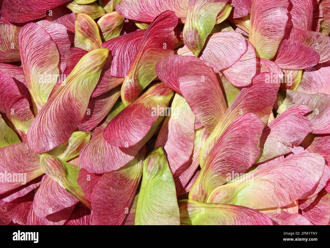 Una pila di semi di acero rosso in primavera Foto Stock