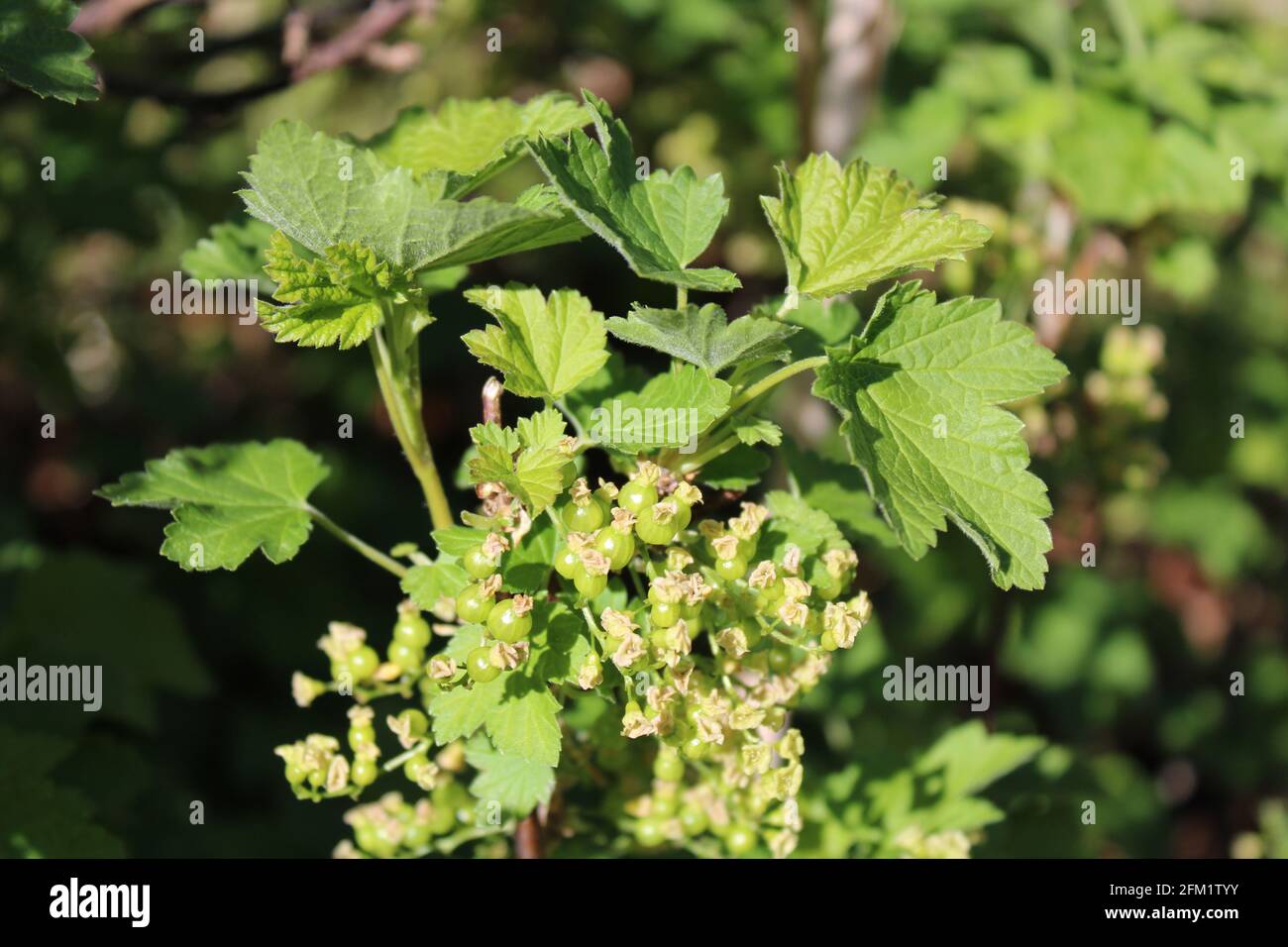 Fiori impollinati che si trasformano in frutta su un bush ribes rosso Foto Stock