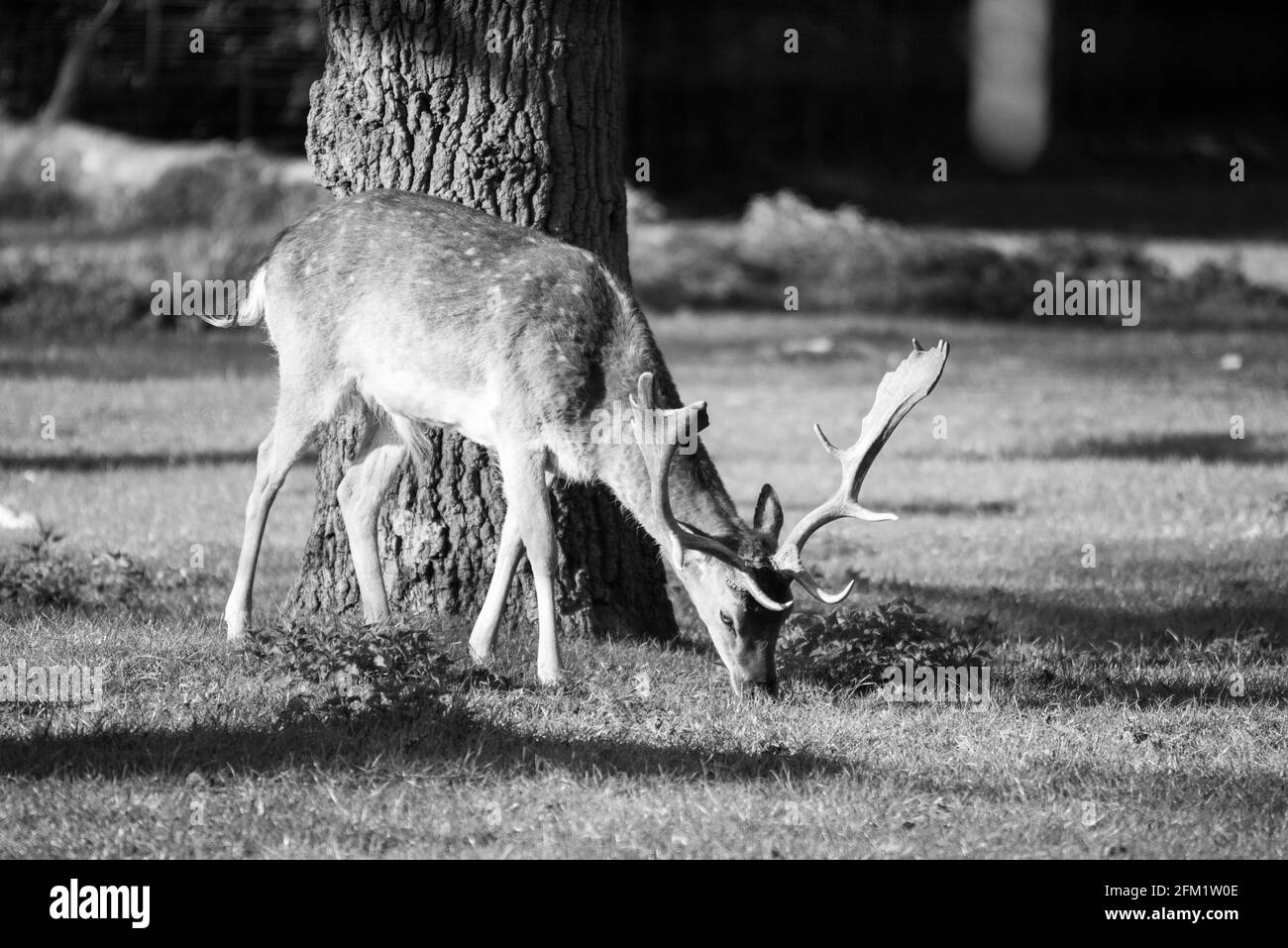 I cervi del parco di Greenwich Foto Stock