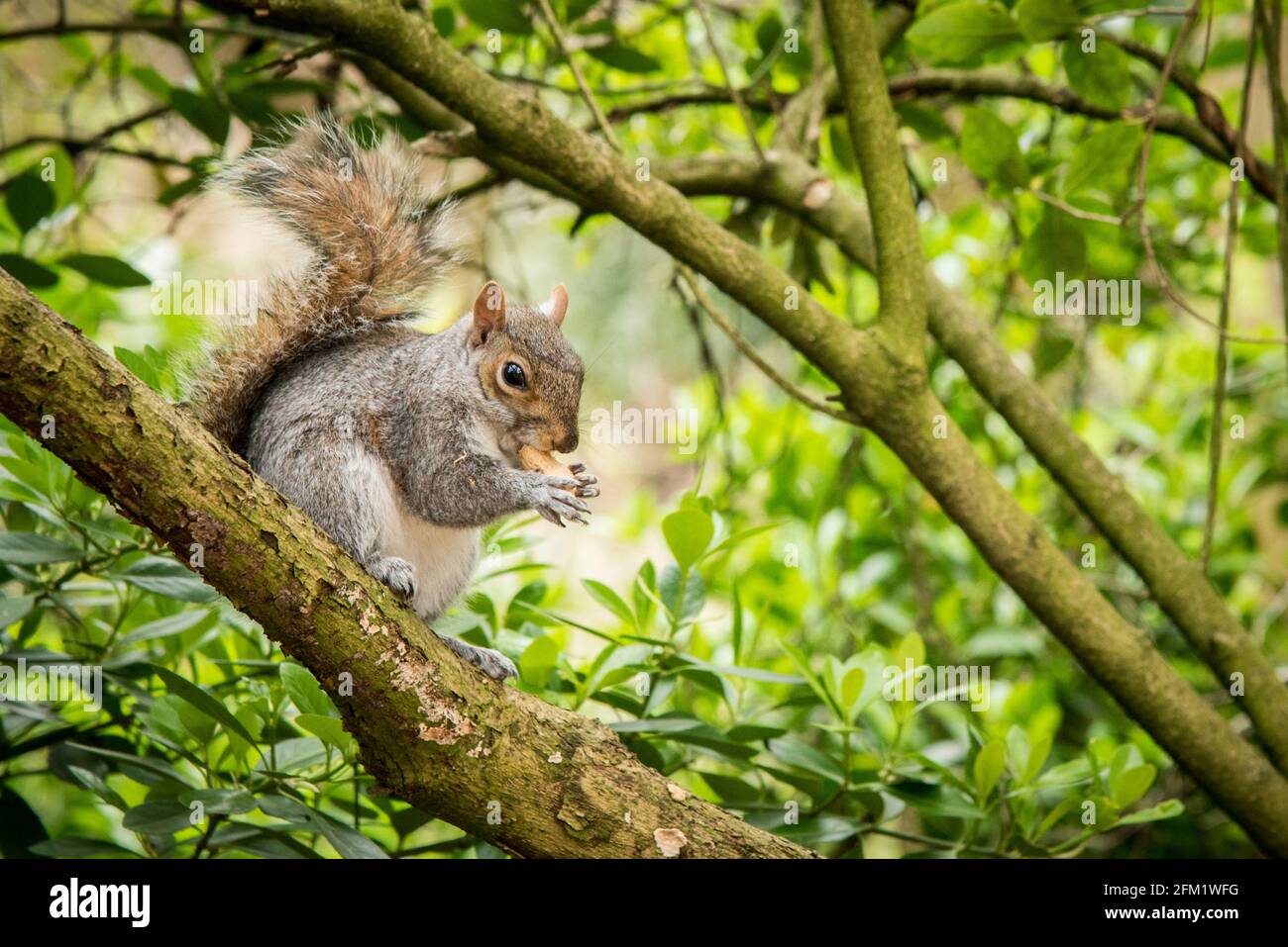 Scoiattoli nel parco di Greenwih Foto Stock